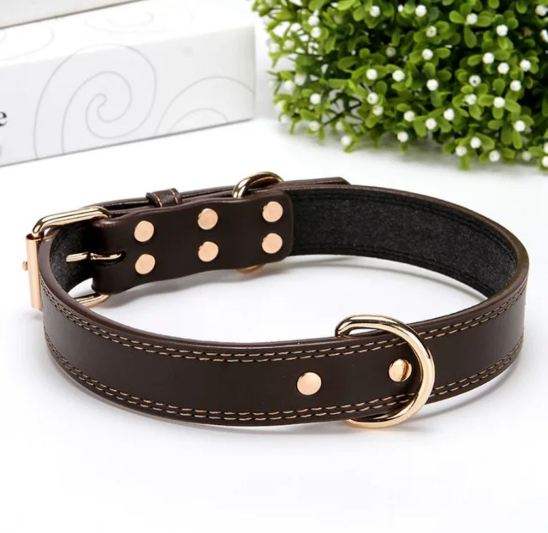 Leather collar with gold buckle