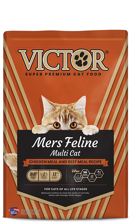 VICTOR - Mers Feline